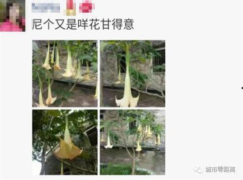 植物最新爆料,揭秘绿色生命的奥秘与进化轨迹